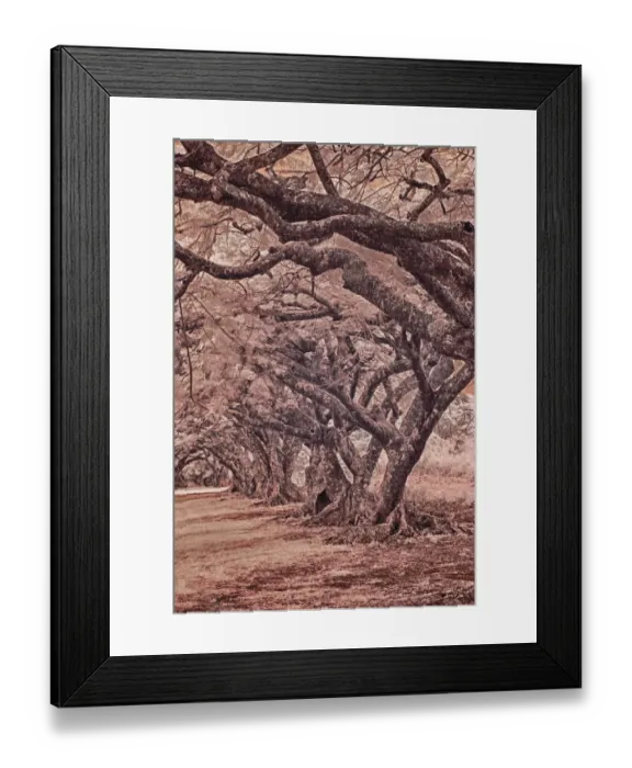 Framed Print : USA, Hawaii, Kauai, Infrared Island of rows of trees on Kauai