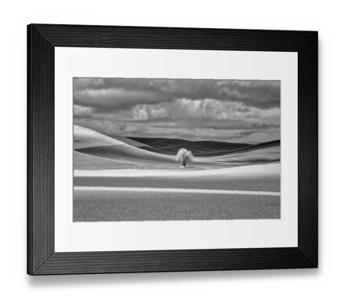 Framed Print : USA, Idaho, Palouse Country, Lone tree and Infrared Palouse fields Framed Print : USA, Idaho, Palouse Country, Lone tree and Infrared Palouse fields