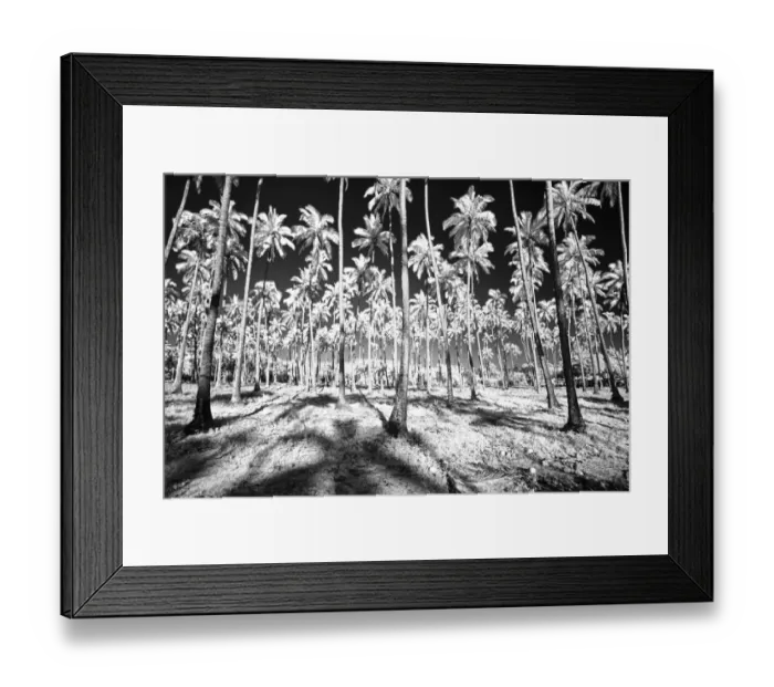 Framed Print : USA, Hawaii, Kauai, Infrared of palm trees of Kauai