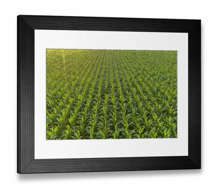 Framed Print : Aerial view of corn field, Marion County, Illinois Framed Print : Aerial view of corn field, Marion County, Illinois