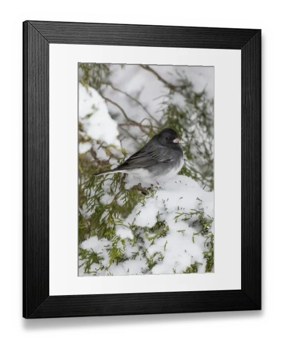 Framed Print : Dark-eyed Junco (Junco hyemalis) feeding in Red Cedar in winter, Marion County, Illinois