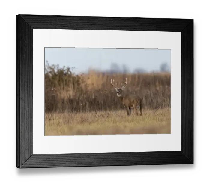 Framed Print : White-tailed Deer (Odocoileus virginianus) buck, Marion County, Illinois