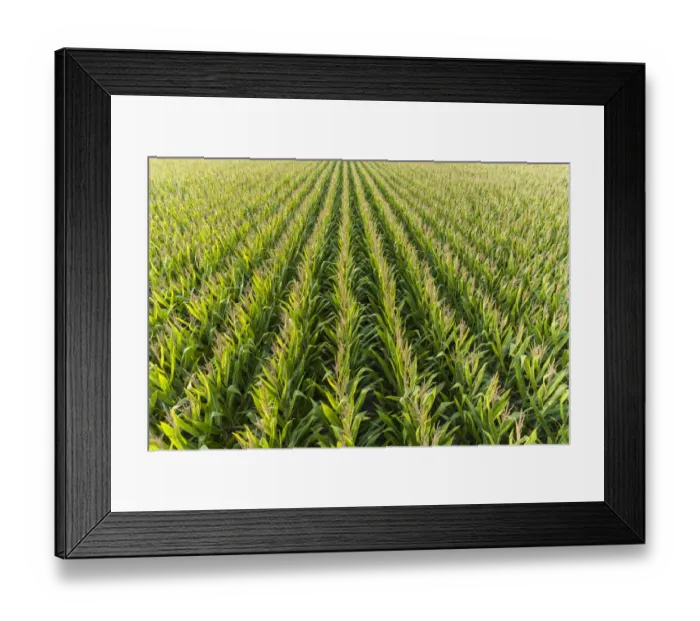 Framed Print : Aerial view of corn field, Marion County, Illinois