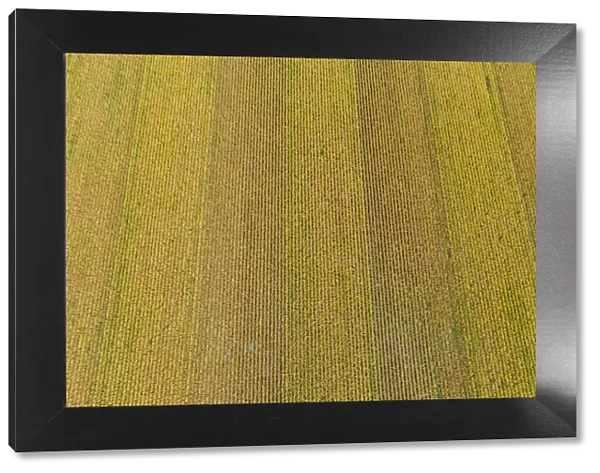 Aerial view of corn field near harvest time, Marion County, Illinois