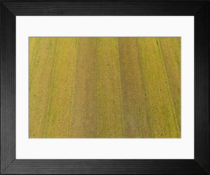 Framed Print : Aerial view of corn field near harvest time, Marion County, Illinois