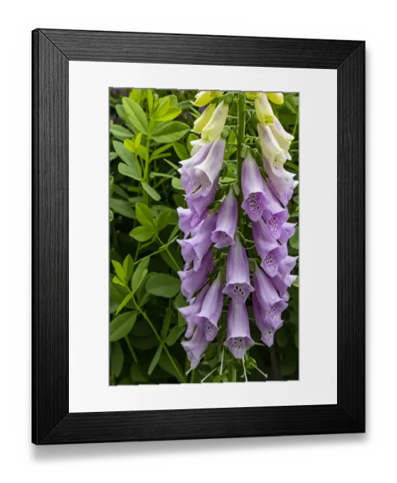 Framed Print : Foxglove in Somesville, Maine, USA Framed Print : Foxglove in Somesville, Maine, USA