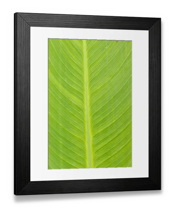 Framed Print : Canna leaf, Marion County, Illinois Framed Print : Canna leaf, Marion County, Illinois
