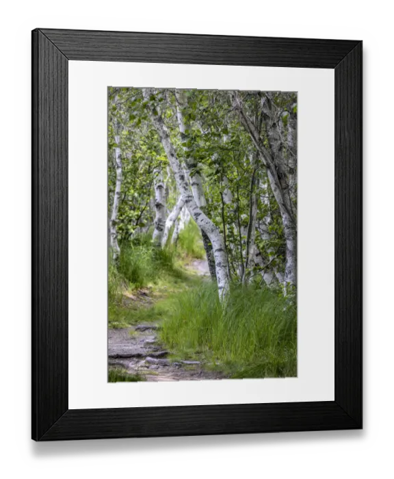 Framed Print : Paper birch trees along pathway in Acadia National Park, Maine, USA Framed Print : Paper birch trees along pathway in Acadia National Park, Maine, USA
