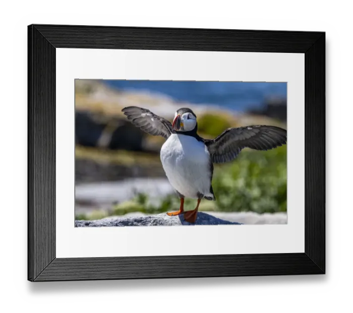 Framed Print : Atlantic Puffins on Machias Seal island, Maine, USA Framed Print : Atlantic Puffins on Machias Seal island, Maine, USA