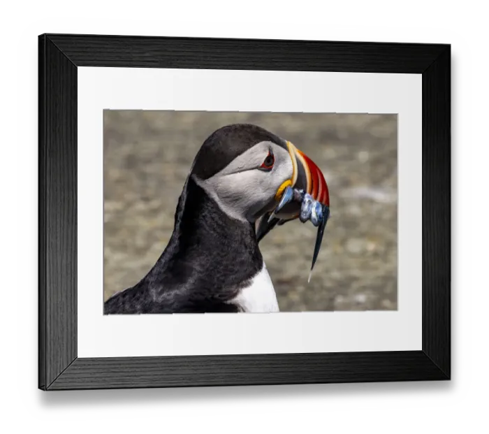 Framed Print : Atlantic Puffin with fish on Machias Seal island, Maine, USA Framed Print : Atlantic Puffin with fish on Machias Seal island, Maine, USA