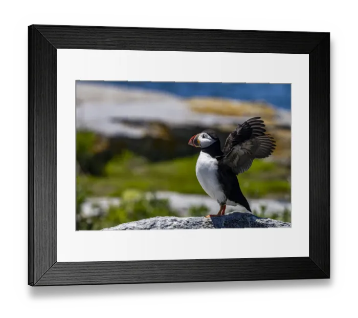 Framed Print : Atlantic Puffins on Machias Seal island, Maine, USA Framed Print : Atlantic Puffins on Machias Seal island, Maine, USA