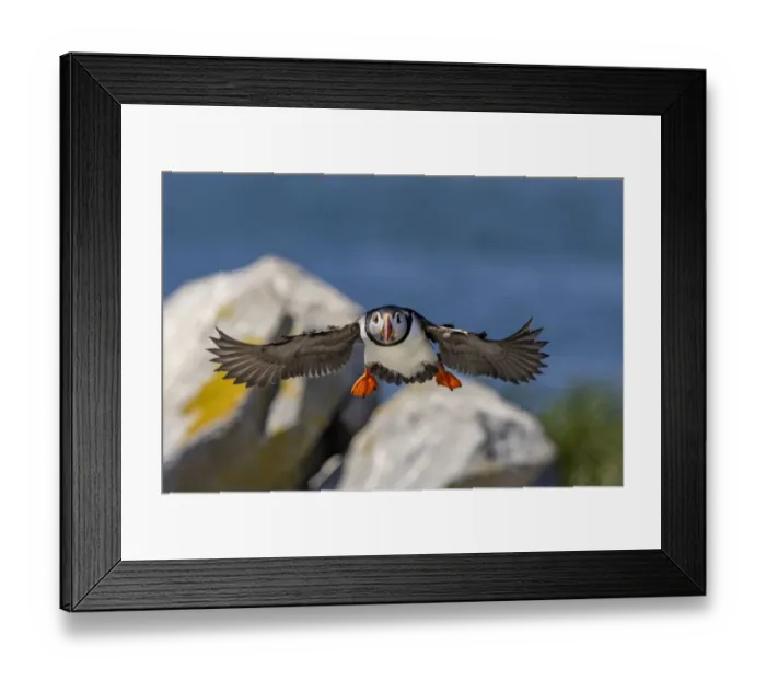 Framed Print : Atlantic Puffins in flight on Machias Seal island, Maine, USA