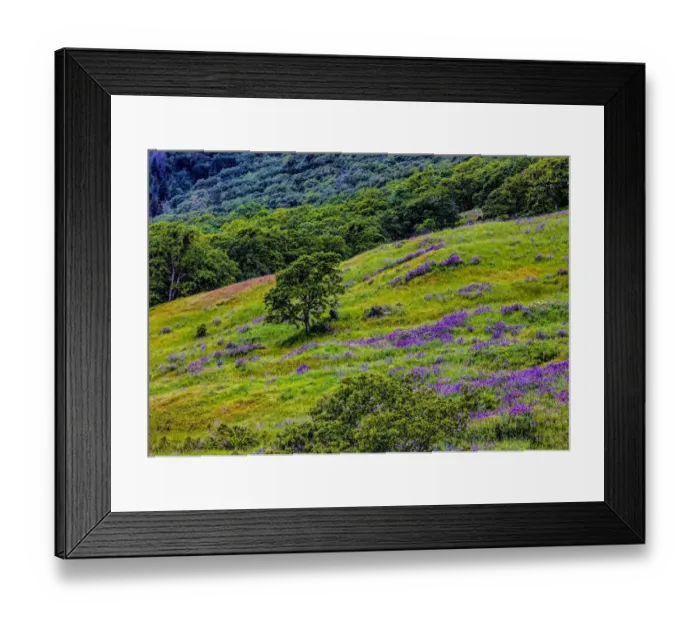 Framed Print : USA, California, Crescent City, Redwoods National Park, Bold Hills Framed Print : USA, California, Crescent City, Redwoods National Park, Bold Hills