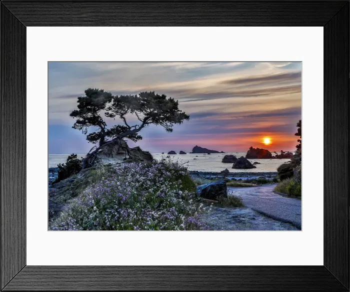 Framed Print : USA, California, Crescent City, Monterey Cypress