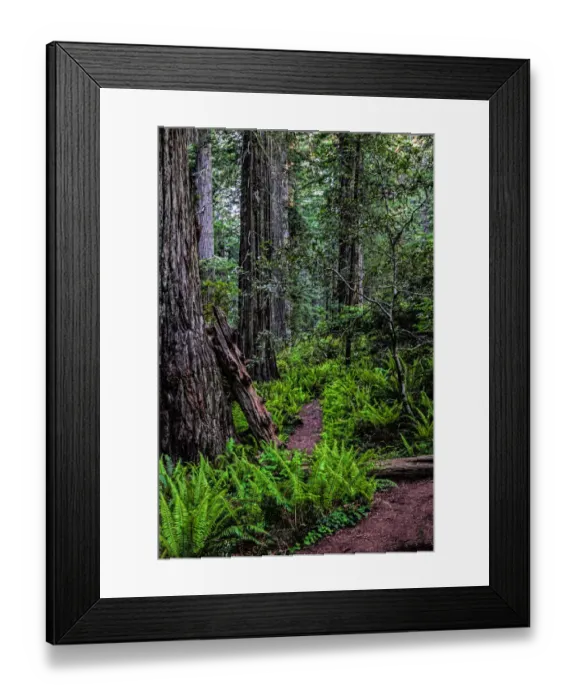 Framed Print : California, Crescent City, Damnation Creek Trail Framed Print : California, Crescent City, Damnation Creek Trail