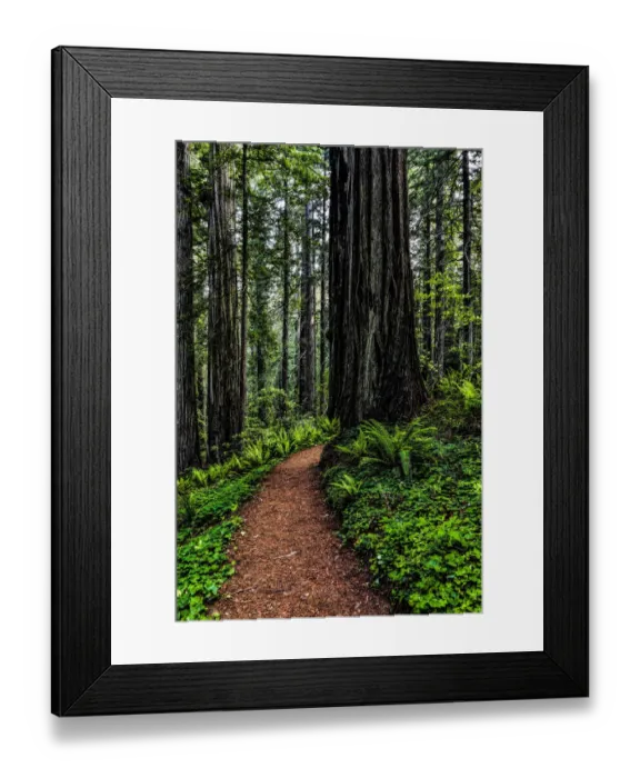 Framed Print : California, Crescent City, Damnation Creek Trail Framed Print : California, Crescent City, Damnation Creek Trail