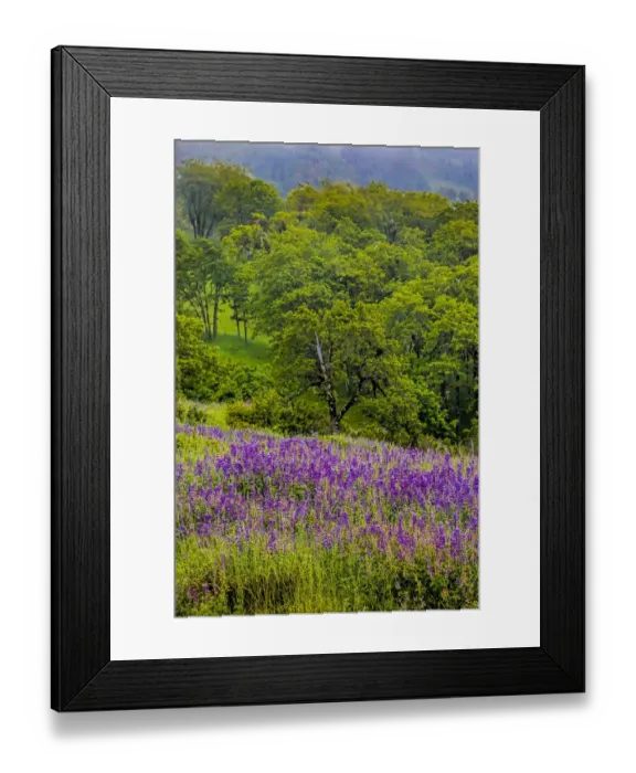 Framed Print : USA, California, Crescent City, Redwoods National Park, Silky Lupine Framed Print : USA, California, Crescent City, Redwoods National Park, Silky Lupine