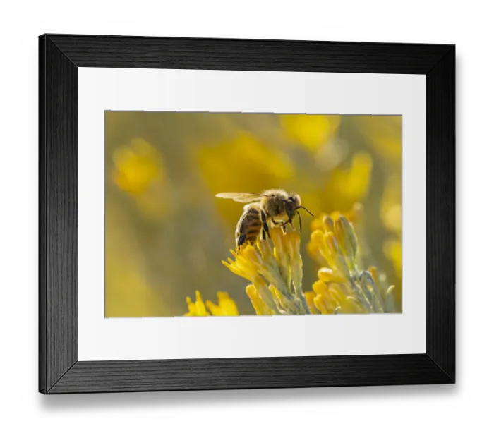 Framed Print : USA, New Mexico. Honey bee on rabbitbrush