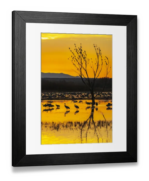 Framed Print : USA, New Mexico, Bosque Del Apache National Wildlife Refuge Framed Print : USA, New Mexico, Bosque Del Apache National Wildlife Refuge