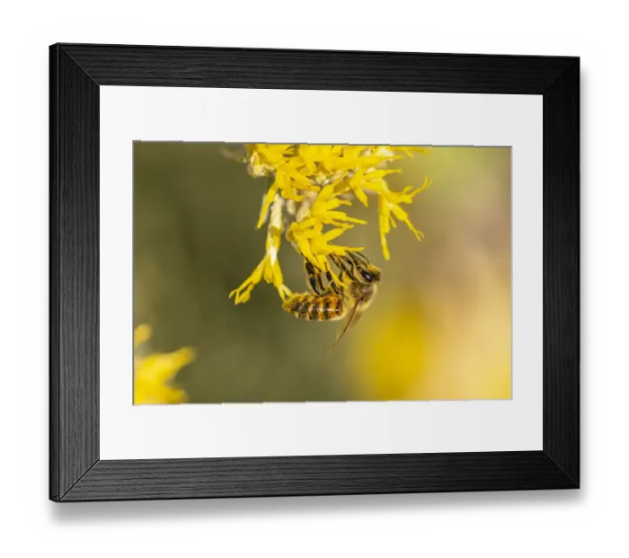 Framed Print : USA, New Mexico. Honey bee on rabbitbrush
