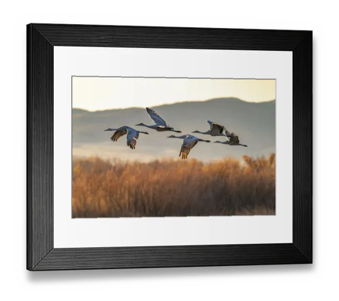 Framed Print : USA, New Mexico, Bosque Del Apache National Wildlife Refuge