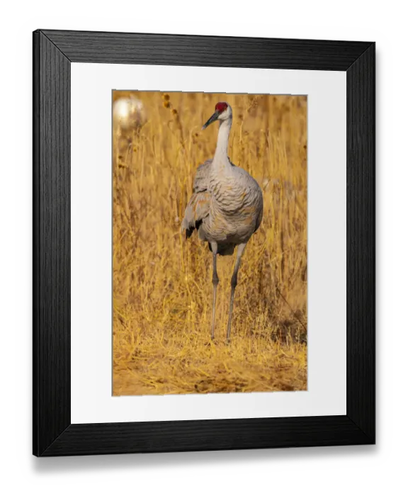 Framed Print : USA, New Mexico, Bosque Del Apache National Wildlife Refuge