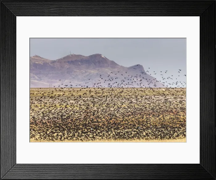 Framed Print : USA, New Mexico, Bosque Del Apache National Wildlife Refuge