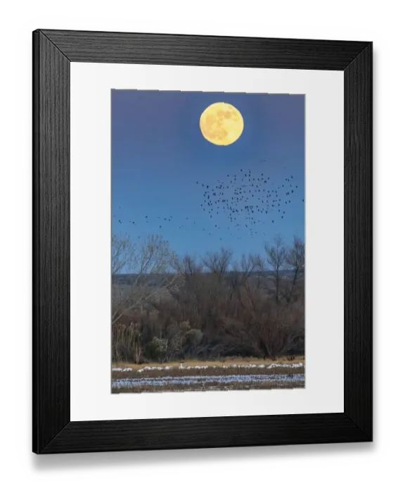 Framed Print : USA, New Mexico, Bosque Del Apache National Wildlife Refuge Framed Print : USA, New Mexico, Bosque Del Apache National Wildlife Refuge