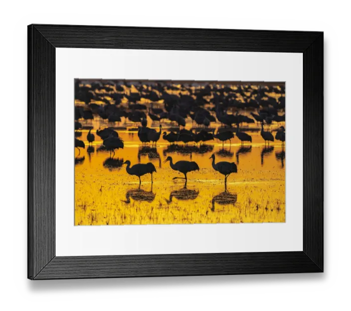 Framed Print : USA, New Mexico, Bosque Del Apache National Wildlife Refuge Framed Print : USA, New Mexico, Bosque Del Apache National Wildlife Refuge