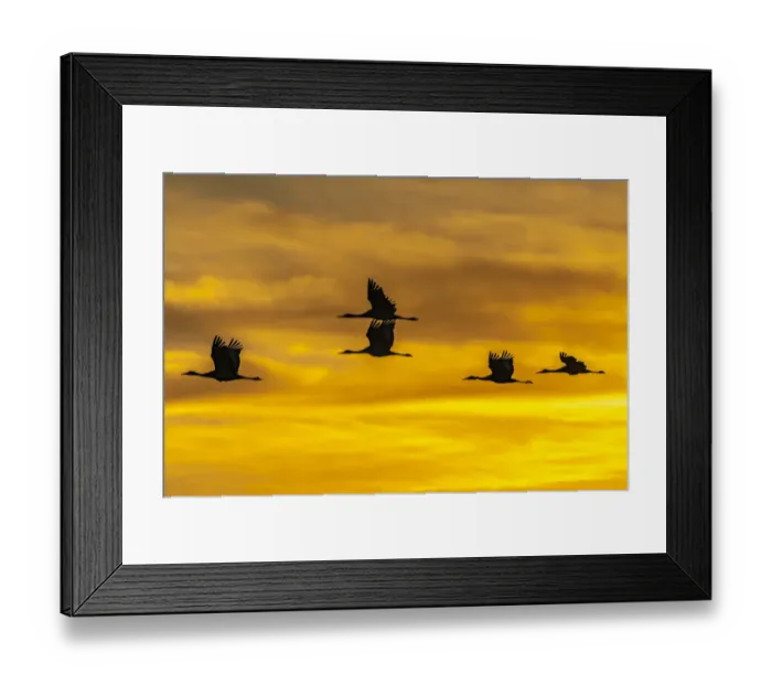 Framed Print : USA, New Mexico, Bosque Del Apache National Wildlife Refuge Framed Print : USA, New Mexico, Bosque Del Apache National Wildlife Refuge