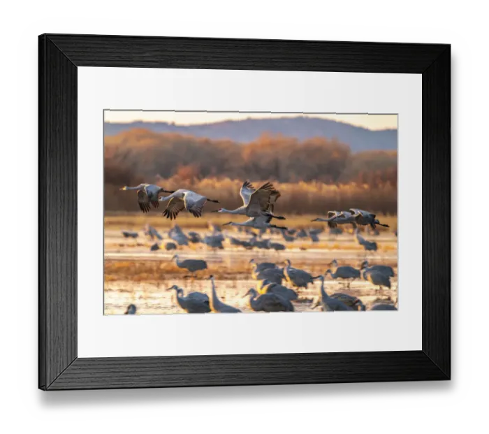 Framed Print : USA, New Mexico, Bosque Del Apache National Wildlife Refuge Framed Print : USA, New Mexico, Bosque Del Apache National Wildlife Refuge