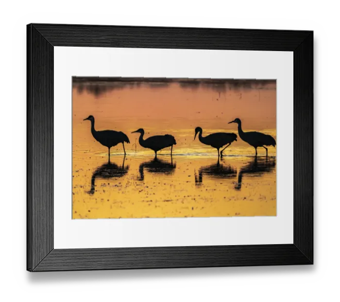 Framed Print : USA, New Mexico, Bosque Del Apache National Wildlife Refuge
