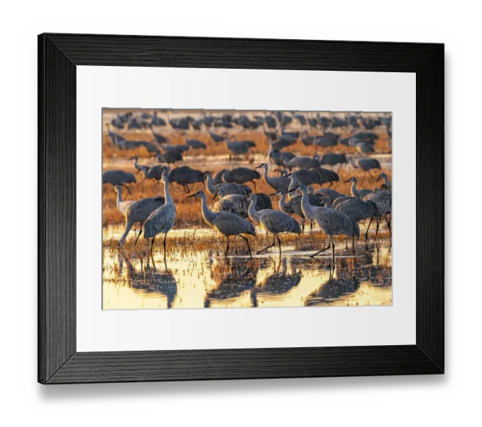 Framed Print : USA, New Mexico, Bosque Del Apache National Wildlife Refuge Framed Print : USA, New Mexico, Bosque Del Apache National Wildlife Refuge