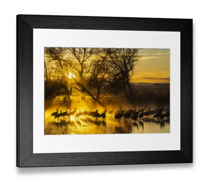 Framed Print : USA, New Mexico, Bernardo Wildlife Management Area. Sandhill cranes in water on foggy Framed Print : USA, New Mexico, Bernardo Wildlife Management Area. Sandhill cranes in water on foggy