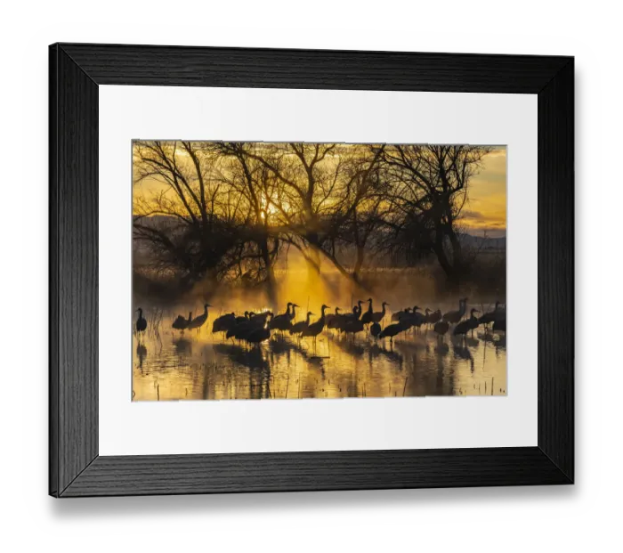 Framed Print : USA, New Mexico, Bernardo Wildlife Management Area. Sandhill cranes in water on foggy Framed Print : USA, New Mexico, Bernardo Wildlife Management Area. Sandhill cranes in water on foggy