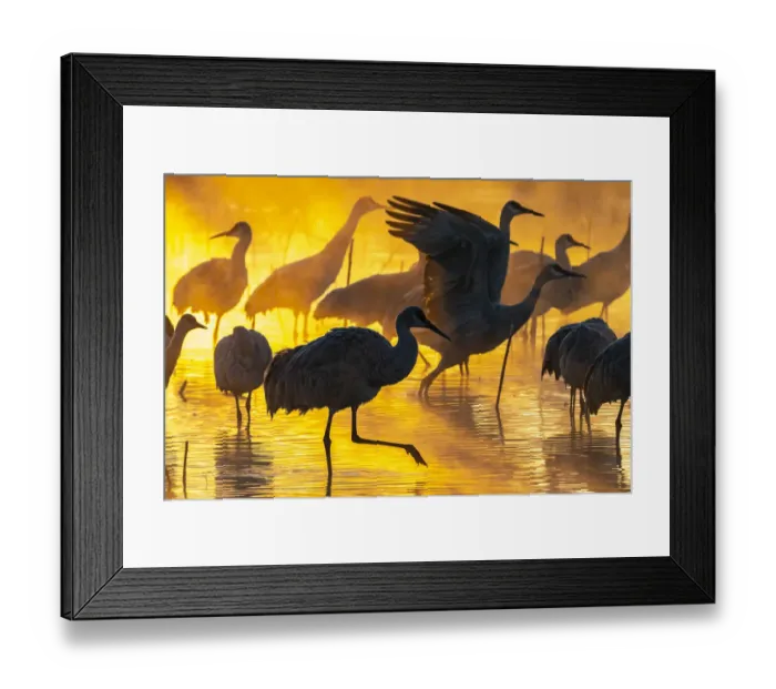 Framed Print : USA, New Mexico, Bernardo Wildlife Management Area. Sandhill cranes in water on foggy