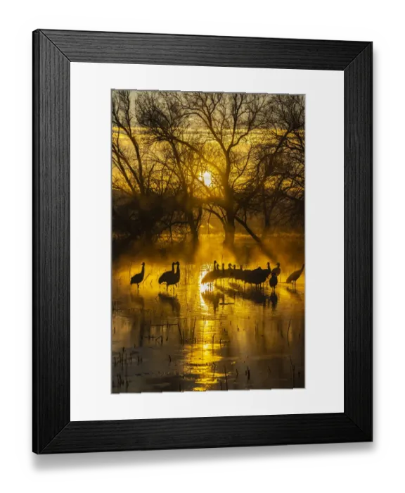 Framed Print : USA, New Mexico, Bernardo Wildlife Management Area. Sandhill cranes in water on foggy Framed Print : USA, New Mexico, Bernardo Wildlife Management Area. Sandhill cranes in water on foggy