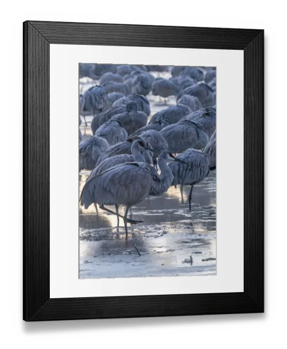 Framed Print : USA, New Mexico, Bernardo Wildlife Management Area. Sandhill cranes in icy water on foggy Framed Print : USA, New Mexico, Bernardo Wildlife Management Area. Sandhill cranes in icy water on foggy