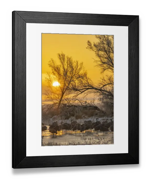 Framed Print : USA, New Mexico, Bernardo Wildlife Management Area. Sandhill cranes in icy water on foggy