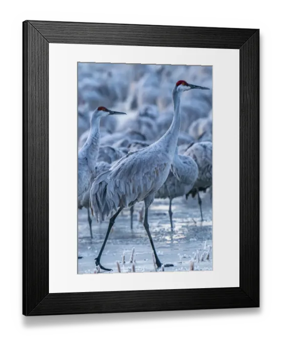 Framed Print : USA, New Mexico, Bernardo Wildlife Management Area. Sandhill cranes in icy water Framed Print : USA, New Mexico, Bernardo Wildlife Management Area. Sandhill cranes in icy water
