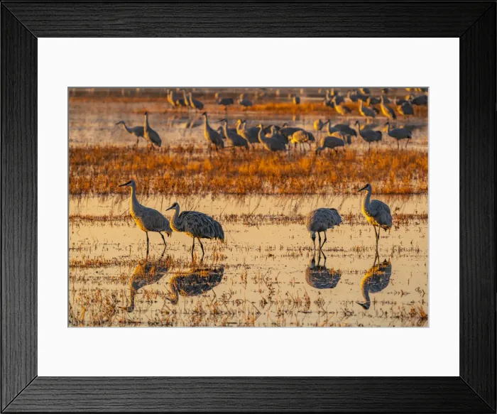Framed Print : USA, New Mexico, Bosque Del Apache National Wildlife Refuge Framed Print : USA, New Mexico, Bosque Del Apache National Wildlife Refuge