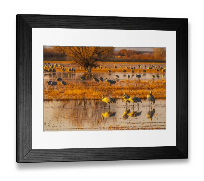 Framed Print : USA, New Mexico, Bosque Del Apache National Wildlife Refuge Framed Print : USA, New Mexico, Bosque Del Apache National Wildlife Refuge