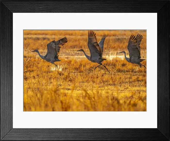 Framed Print : USA, New Mexico, Bosque Del Apache National Wildlife Refuge