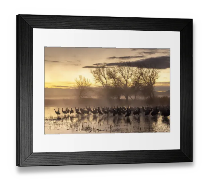 Framed Print : USA, New Mexico, Bernardo Wildlife Management Area. Sandhill cranes in water on foggy Framed Print : USA, New Mexico, Bernardo Wildlife Management Area. Sandhill cranes in water on foggy