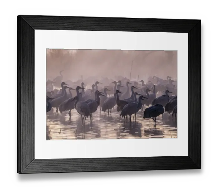 Framed Print : USA, New Mexico, Bernardo Wildlife Management Area. Sandhill cranes and foggy sunrise Framed Print : USA, New Mexico, Bernardo Wildlife Management Area. Sandhill cranes and foggy sunrise
