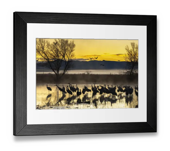 Framed Print : USA, New Mexico, Bernardo Wildlife Management Area. Sandhill cranes in water on foggy Framed Print : USA, New Mexico, Bernardo Wildlife Management Area. Sandhill cranes in water on foggy