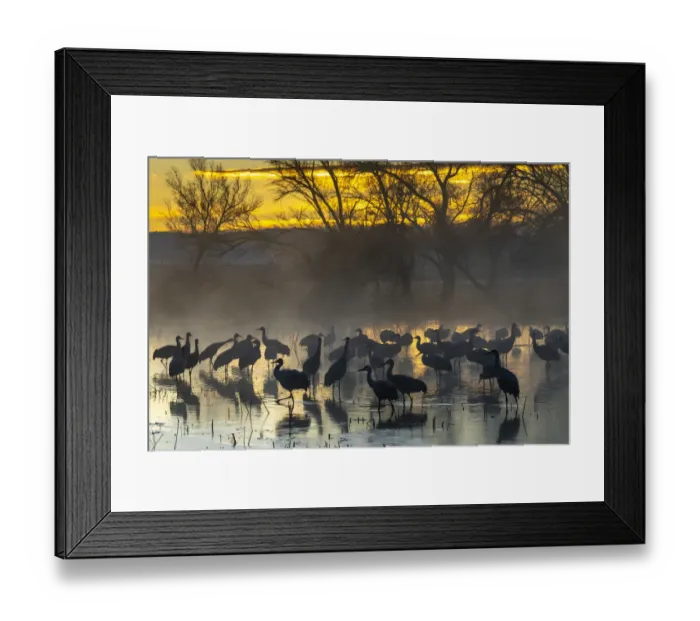 Framed Print : USA, New Mexico, Bernardo Wildlife Management Area. Sandhill cranes in water on foggy Framed Print : USA, New Mexico, Bernardo Wildlife Management Area. Sandhill cranes in water on foggy