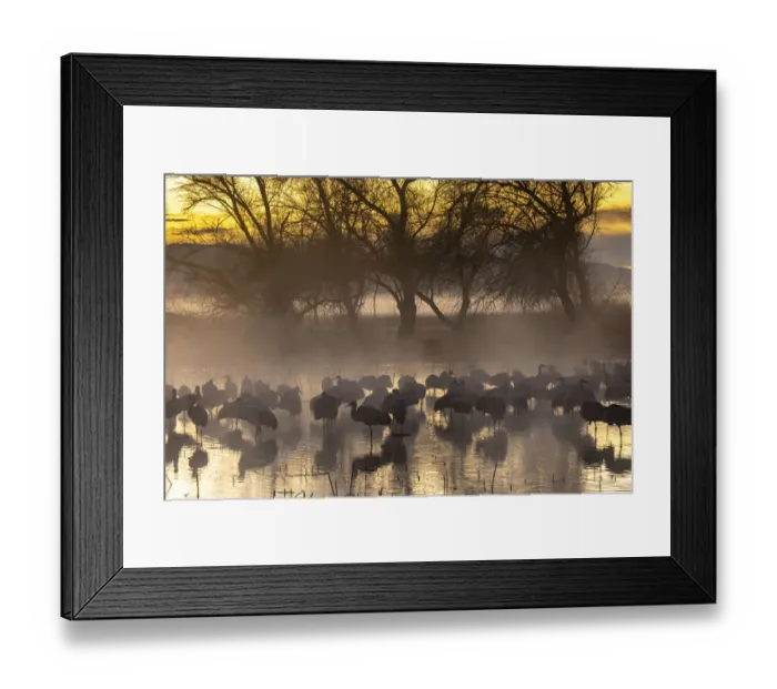 Framed Print : USA, New Mexico, Bernardo Wildlife Management Area. Sandhill cranes in water on foggy Framed Print : USA, New Mexico, Bernardo Wildlife Management Area. Sandhill cranes in water on foggy