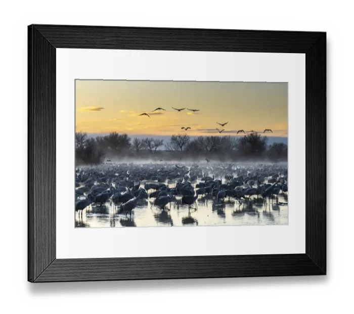 Framed Print : USA, New Mexico, Bernardo Wildlife Management Area. Sandhill cranes in water on foggy Framed Print : USA, New Mexico, Bernardo Wildlife Management Area. Sandhill cranes in water on foggy