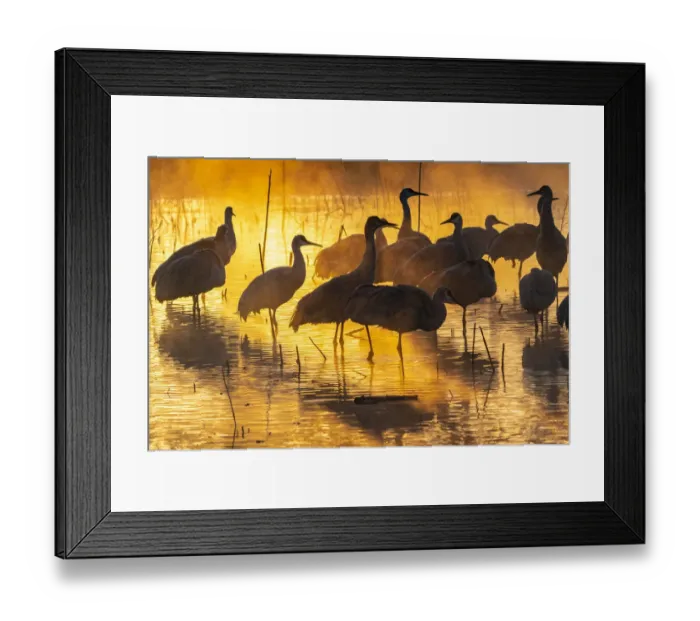 Framed Print : USA, New Mexico, Bernardo Wildlife Management Area. Sandhill cranes in water on foggy Framed Print : USA, New Mexico, Bernardo Wildlife Management Area. Sandhill cranes in water on foggy